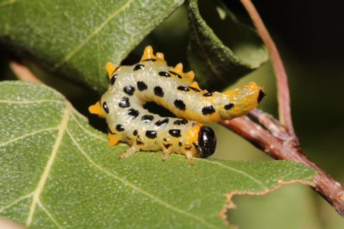 Nematus septentrionalis
